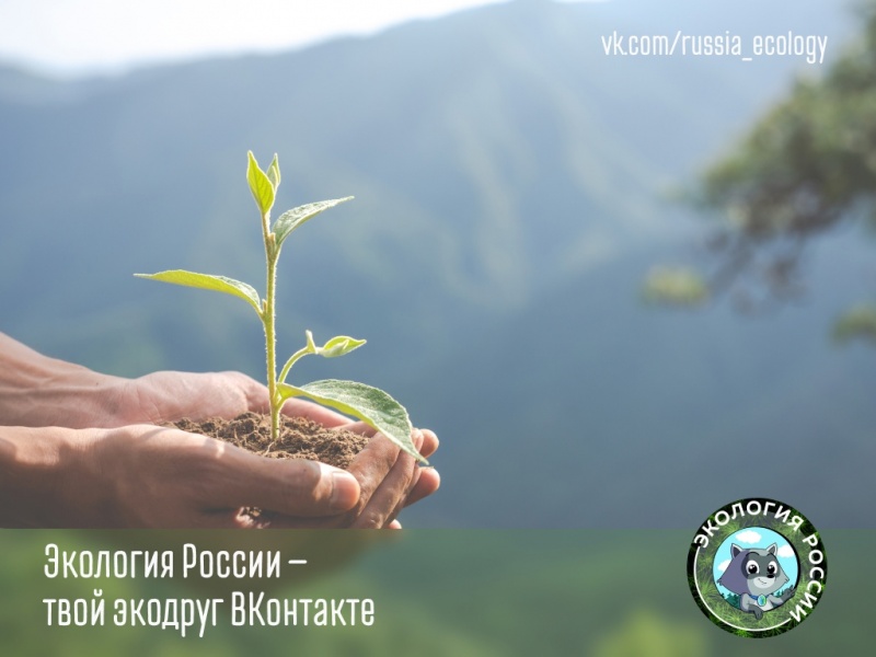 Почему важно сажать деревья?.