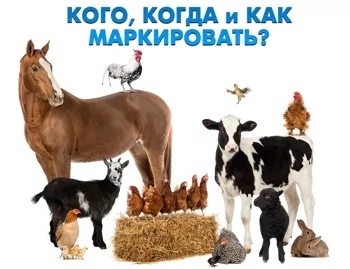 (изображение из открытых интернет-источников). (изображение из открытых интернет-источников).