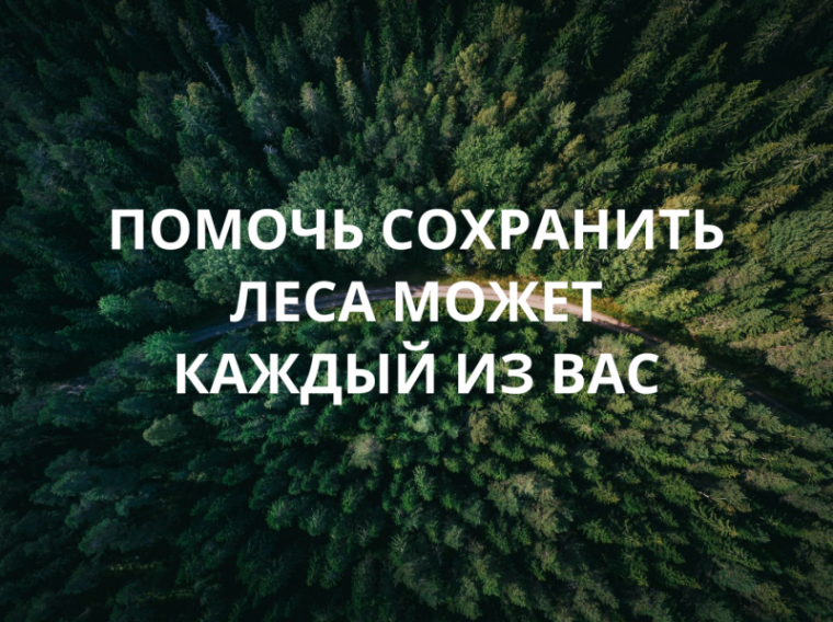 Сохраним лес вместе!. Сохраним лес вместе!.