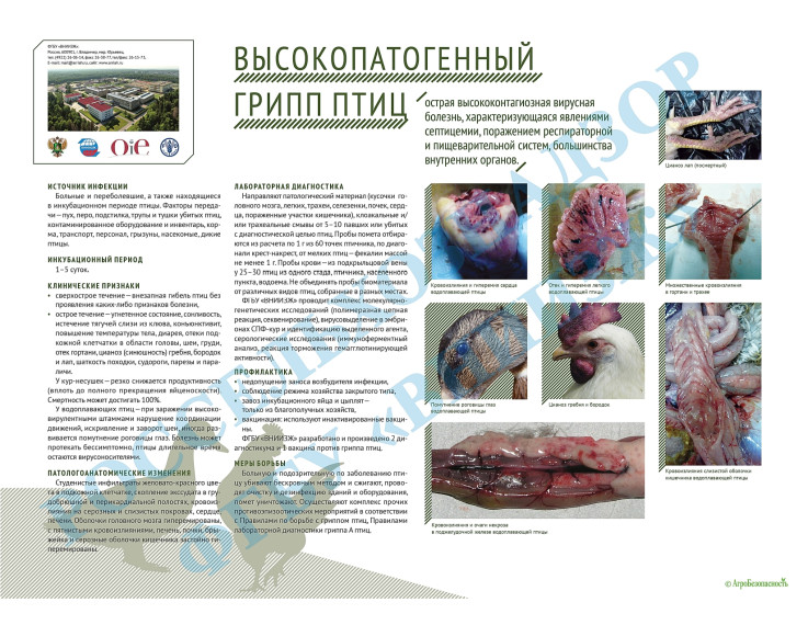 фото из открытых интернет-ресурсов. фото из открытых интернет-ресурсов.